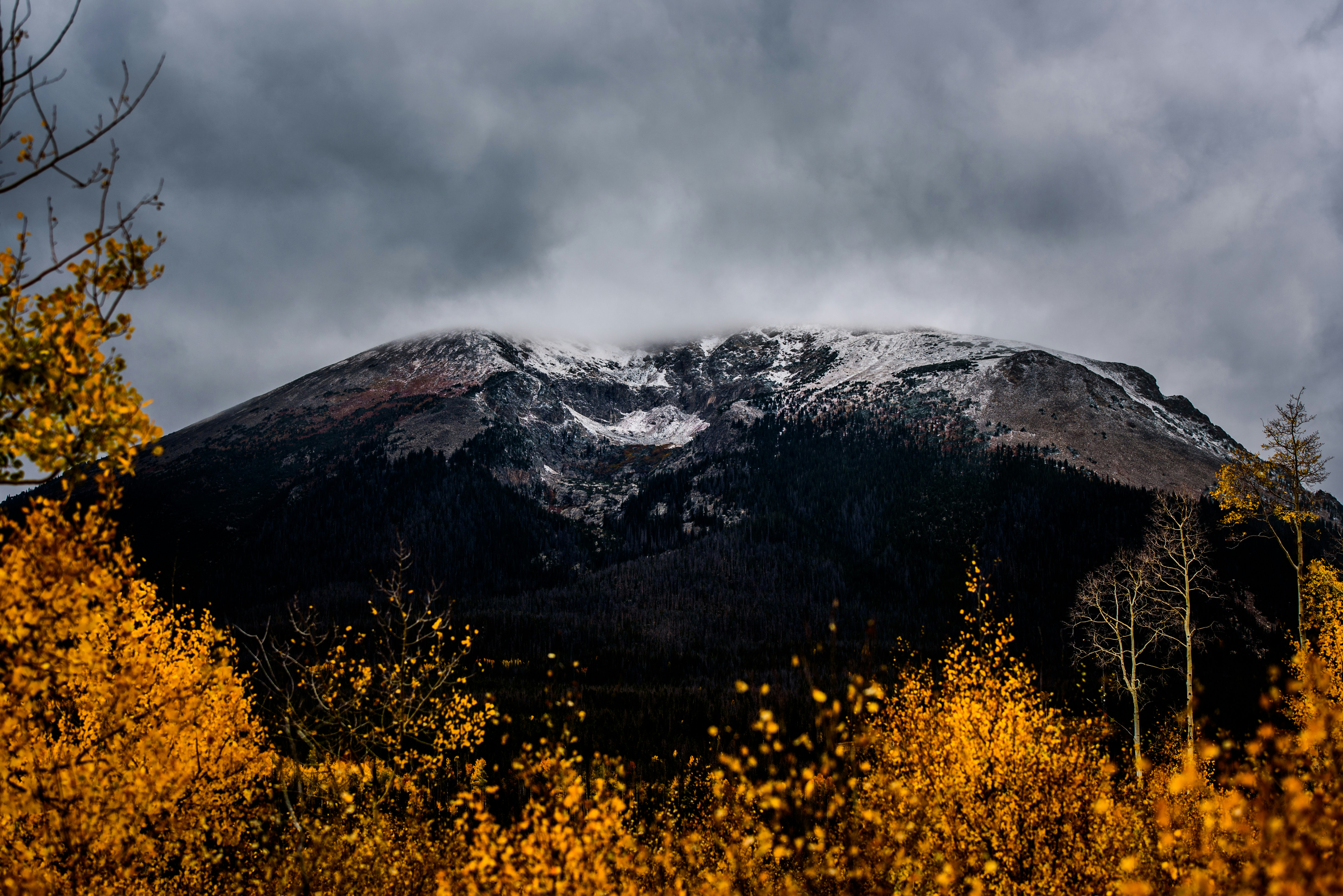 cloud covered brown mountain view from field of yellow leaf plants during daytime